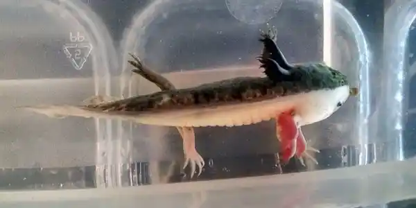 Chimera axolotl with bicoloured body