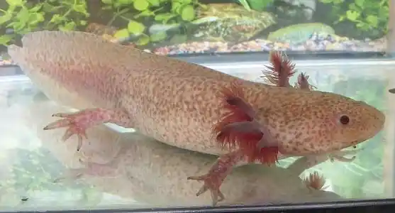 Copper axolotl