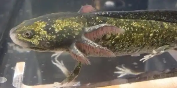 Enigma axolotl with irregular multi-coloured patterning