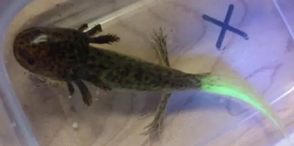 FireFly axolotl, dark head with fluorescent green tail