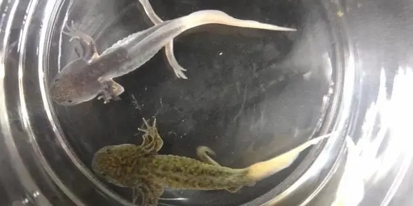 FireFly axolotl close-up