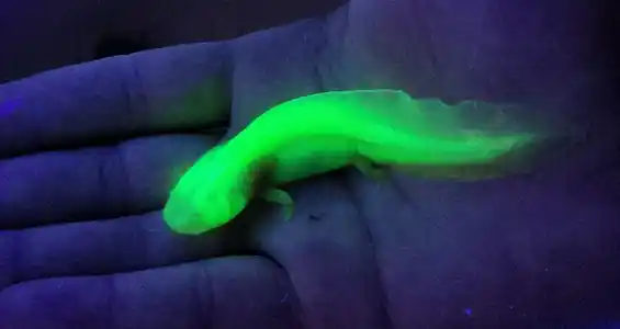 GFP axolotl glowing under UV light