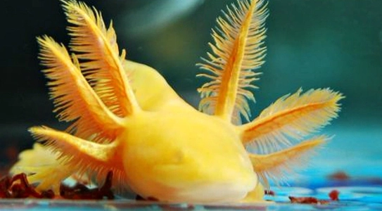 Golden albino axolotl