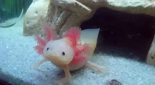 Leucistic axolotl