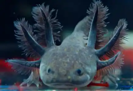 Melanoid axolotl