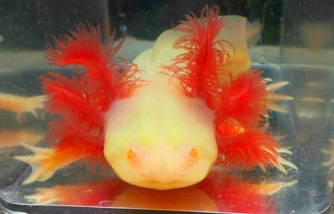 White albino axolotl