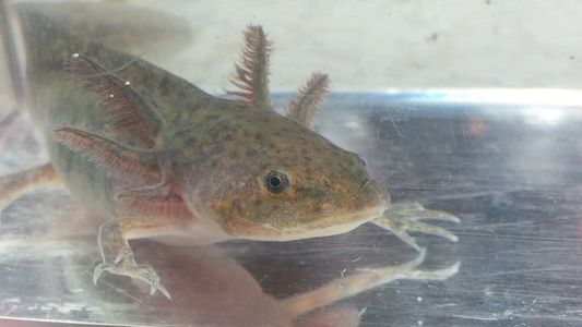 Wild type axolotl