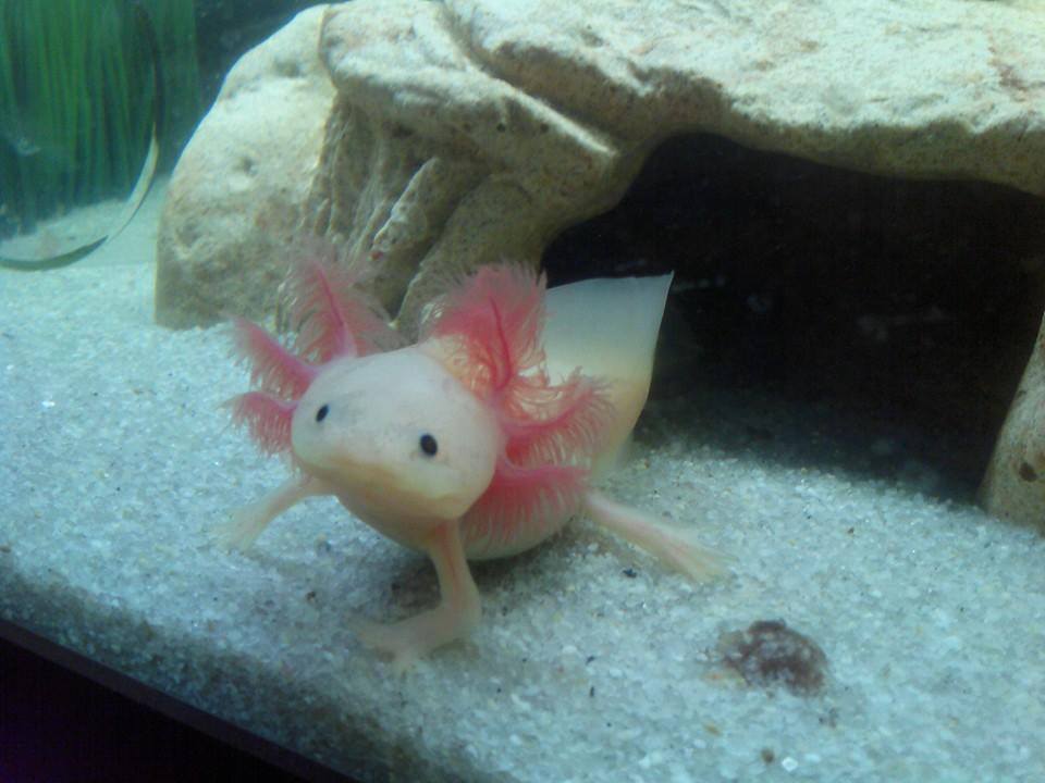 What Are Axolotls? A Beginner's Introduction