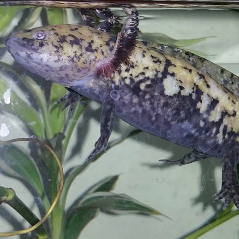 Tea Baths for Axolotls