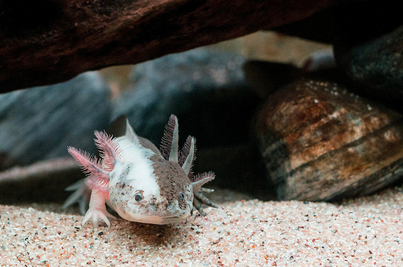Axolotl Illness and Treatment