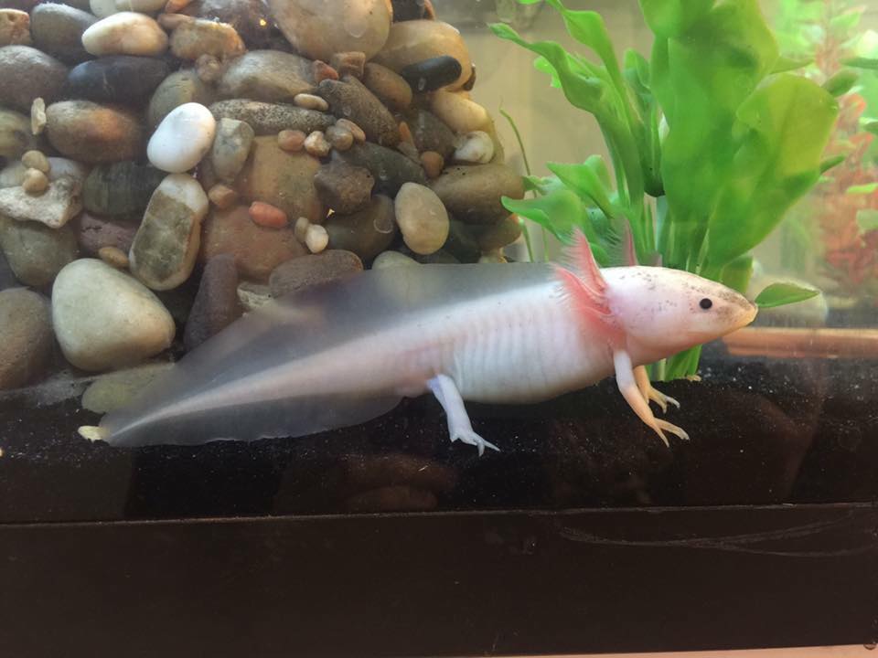 Leucistic, gills on full display