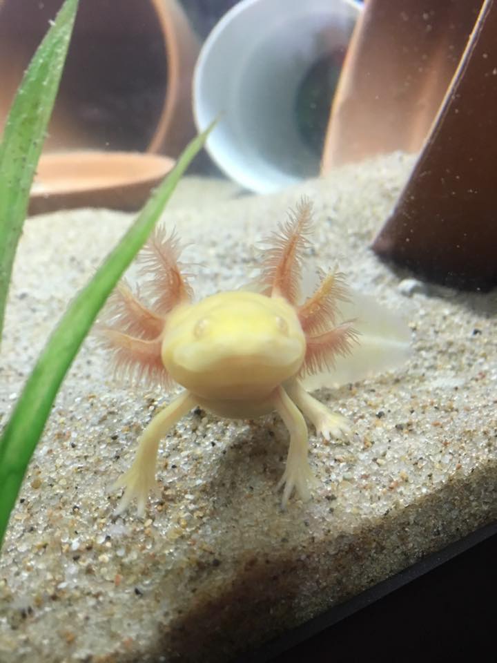 Golden juvenile exploring the sand