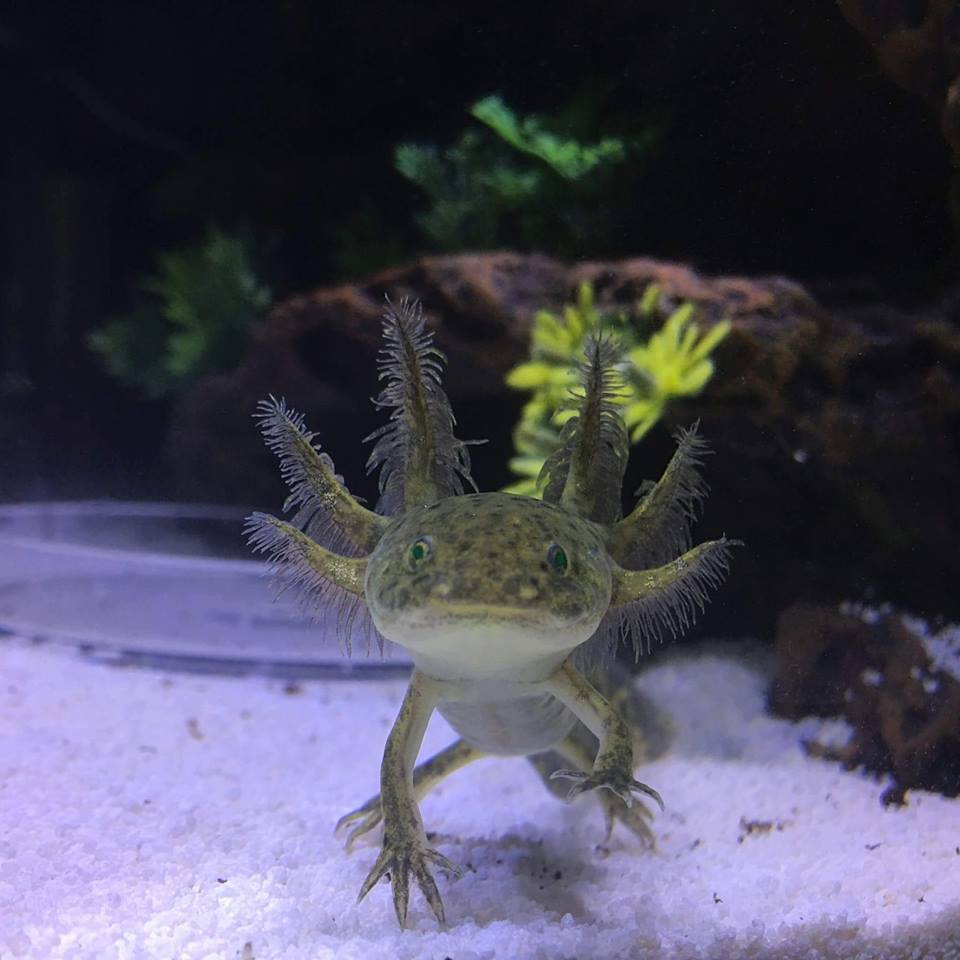 Different Types of Axolotls: Morphs and Colour