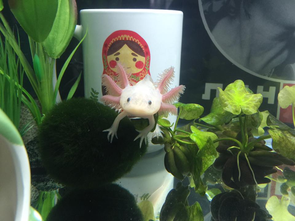 GFP glow from above