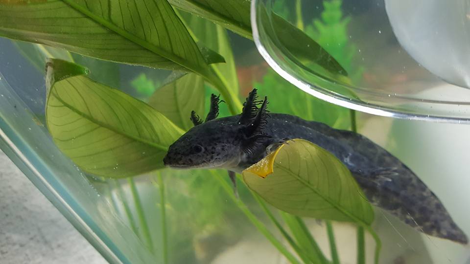 Melanoid tucked in among the plants
