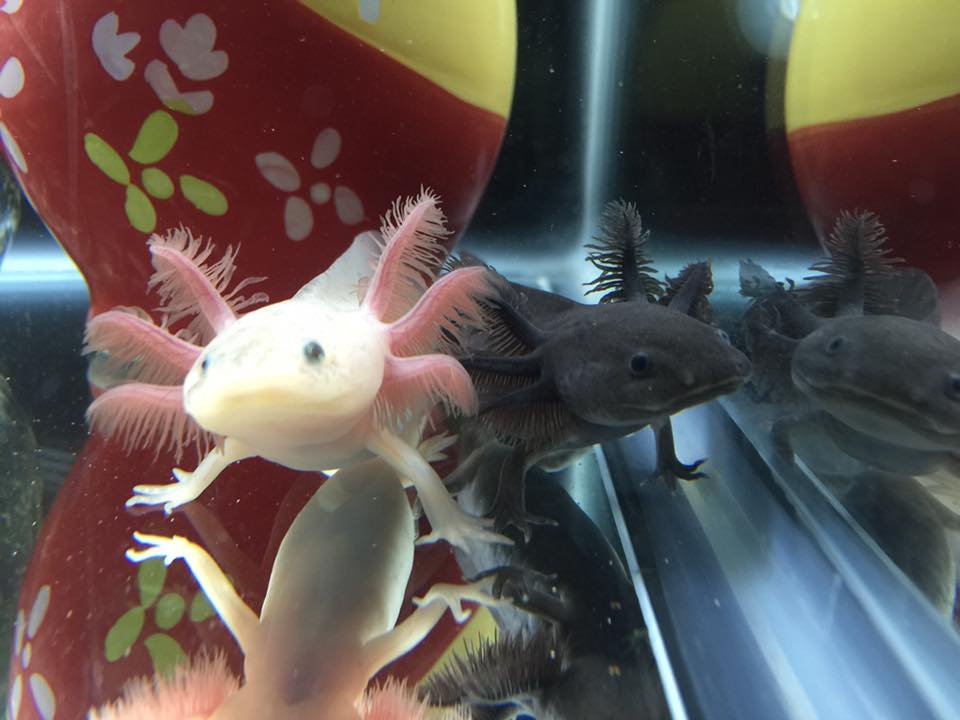 Leucistic with two melanoid tankmates