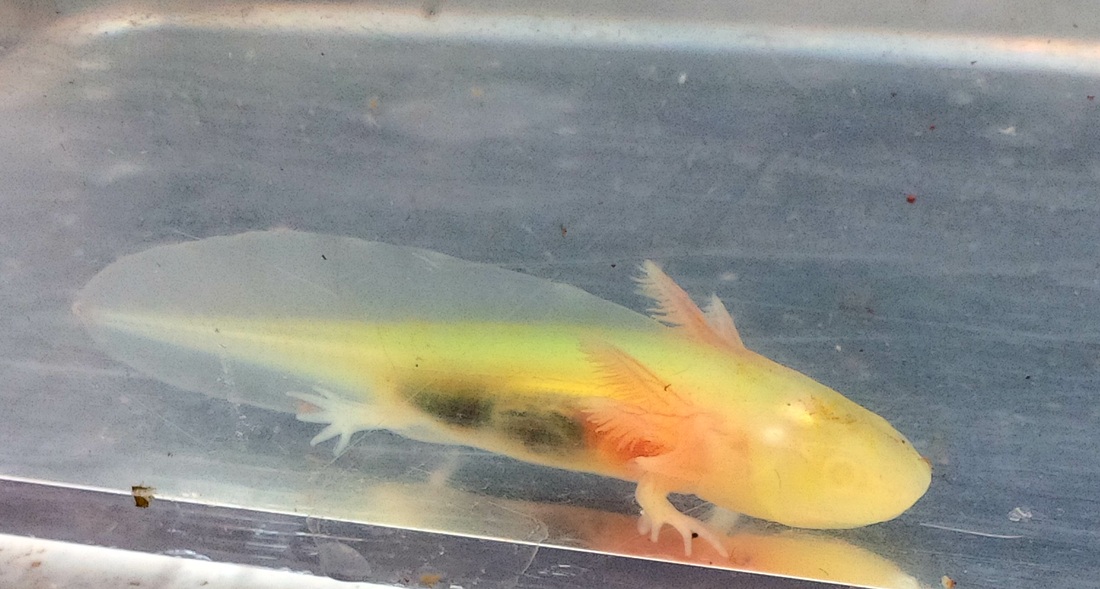 Before You Get an Axolotl