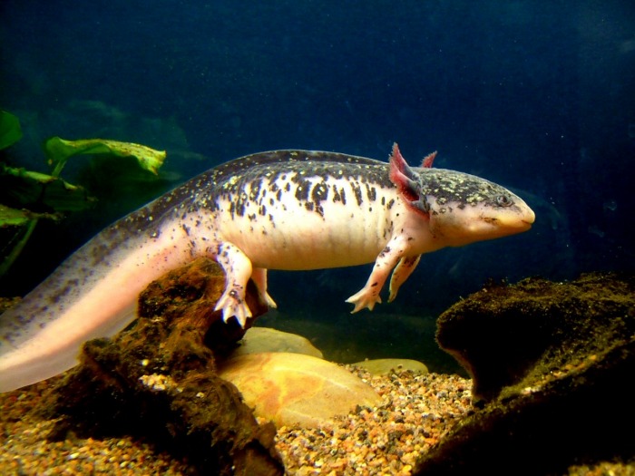Wild type, mid-swim