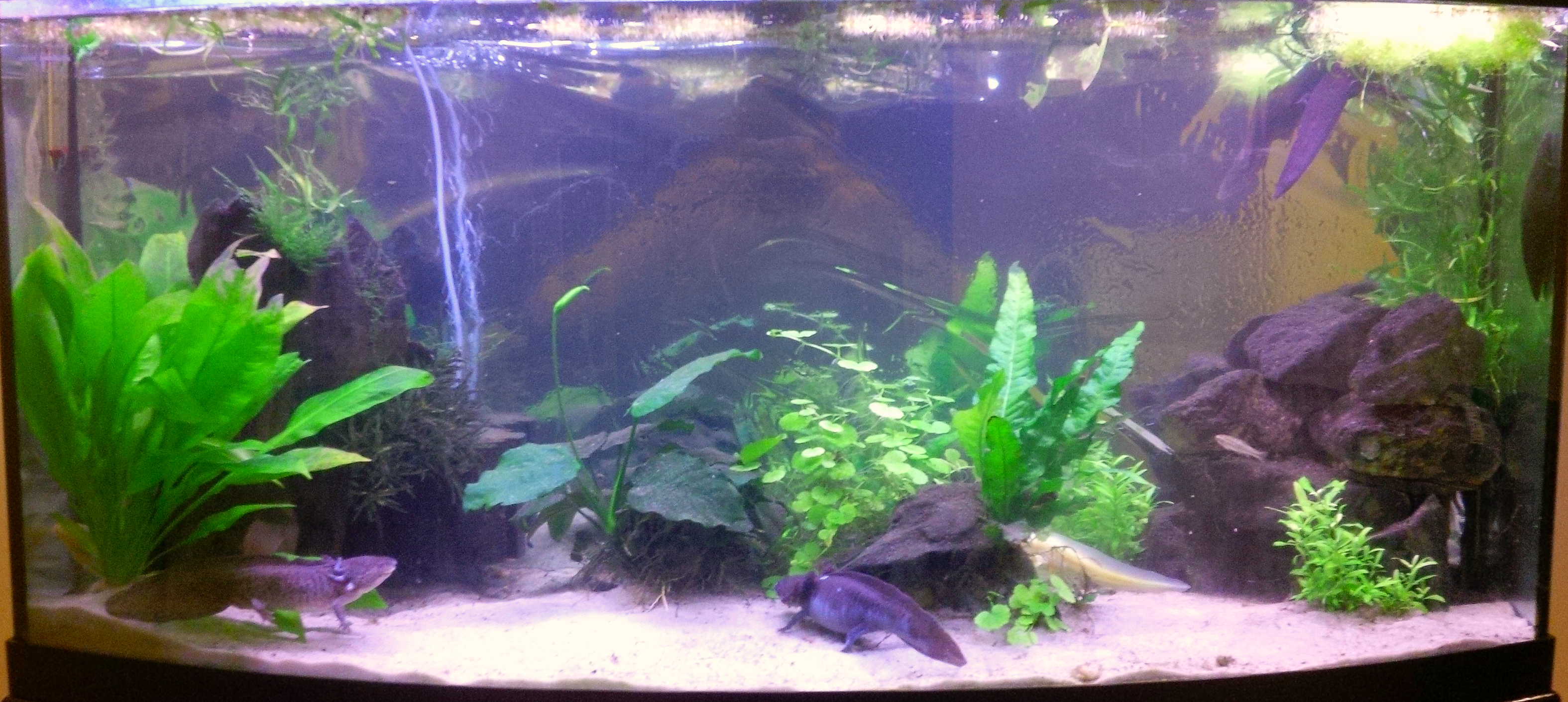 Setting Up Your Axolotl Tank