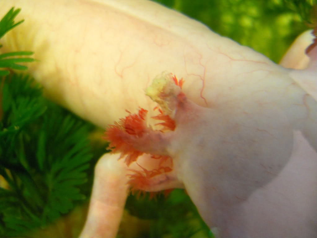 Salt Baths for Axolotls