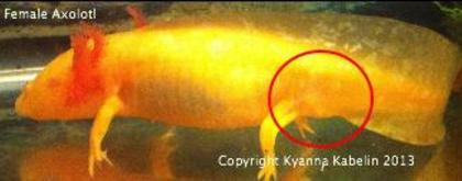 Gender and Sexual Maturity in Axolotls