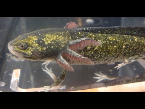 Axolotl-Safe Chemicals and Medication