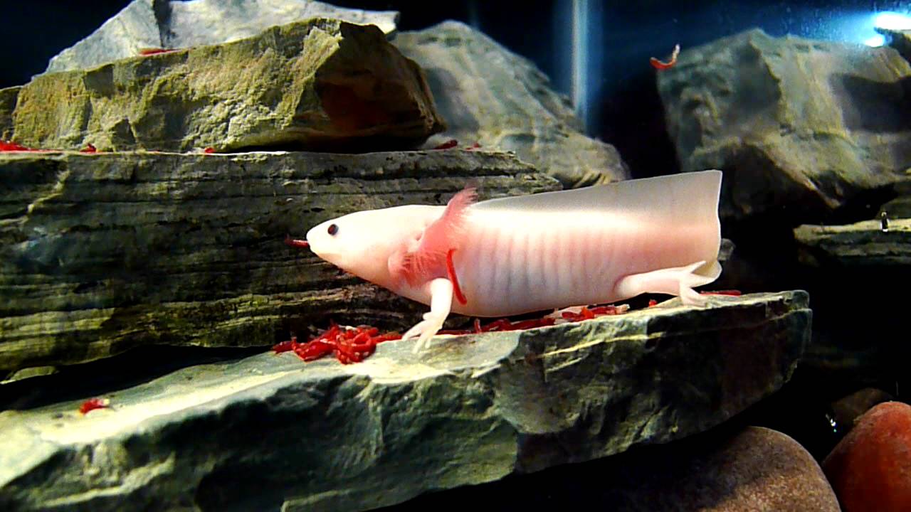 Food for Axolotls: What, When, and How Much