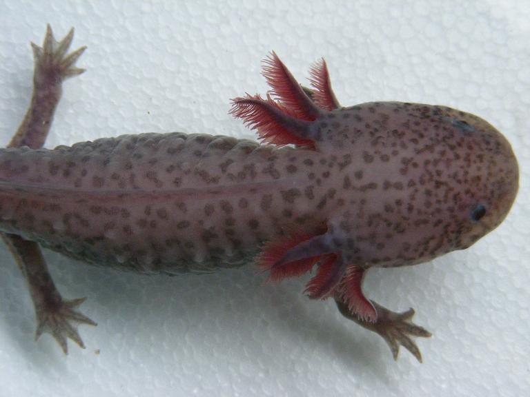Wild type from above