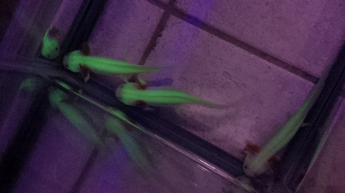 GFP Leucistic Axolotl