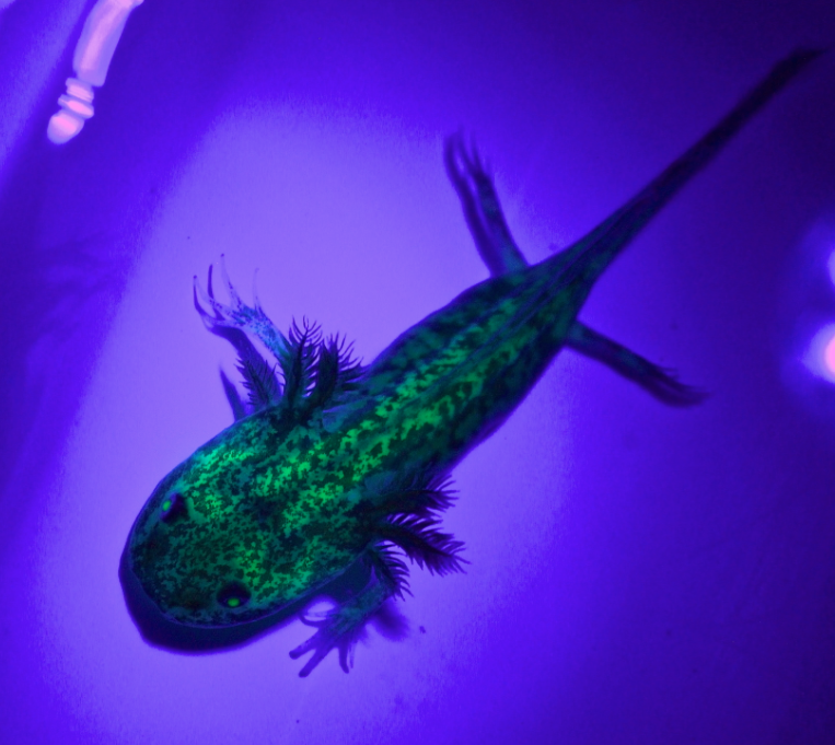 GFP Melanoid Axolotl