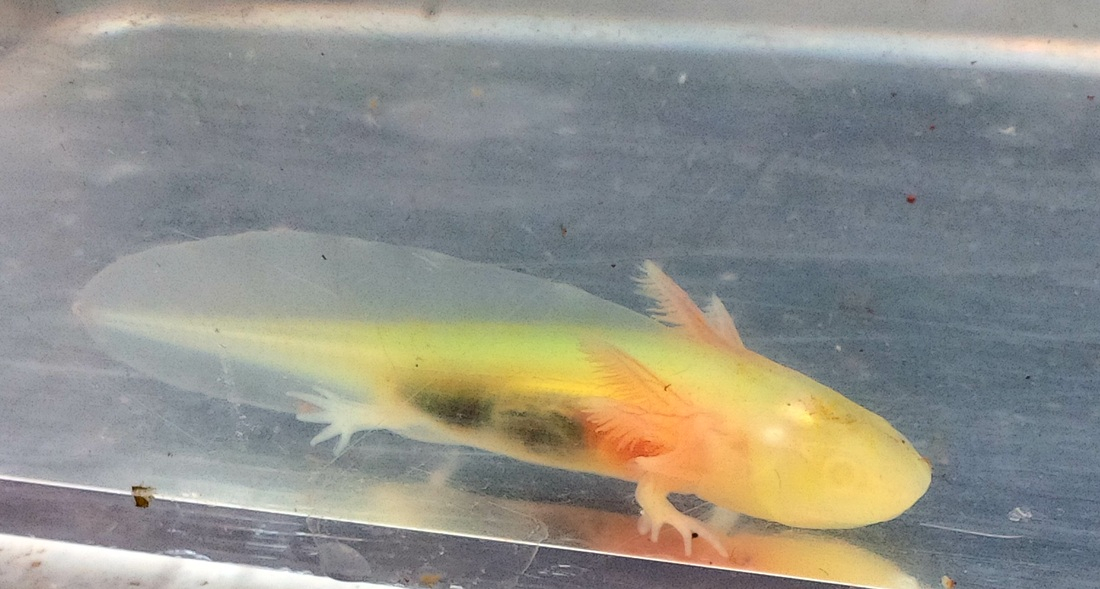 GFP White Albino Axolotl