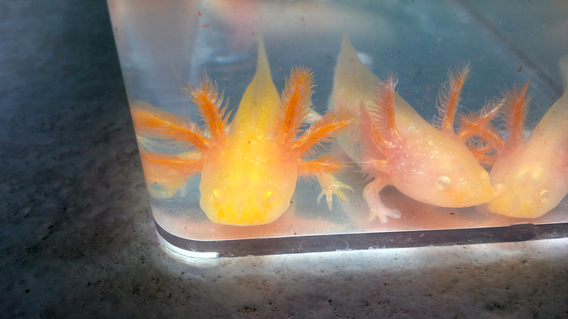 Golden Albino Axolotl
