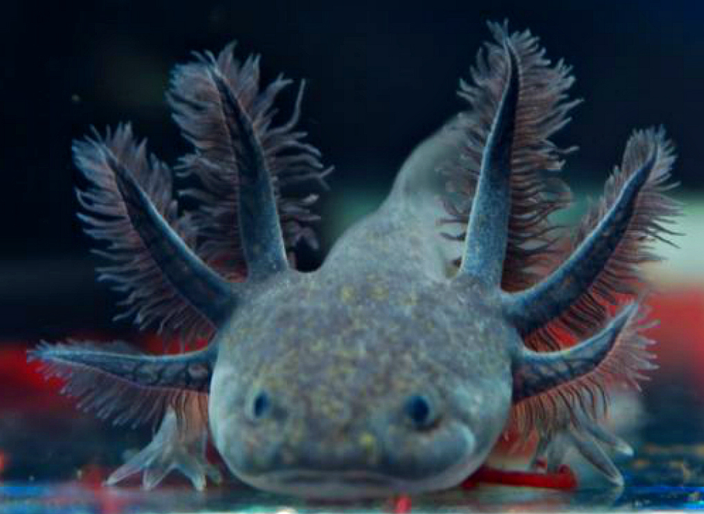 Melanoid Axolotl