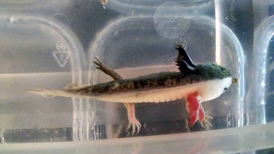Specialty / Rare Morphs
