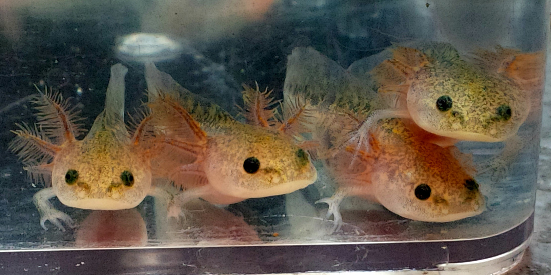 Wild type axolotl